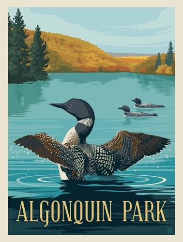 A loon spreads its wings on a lake in Algonquin Park.