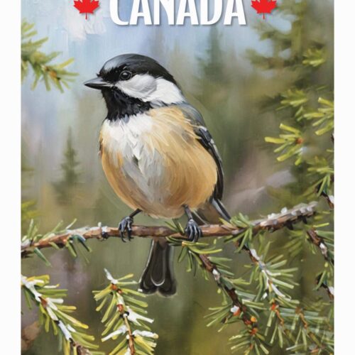 A chickadee perched on a pine branch in Canada.